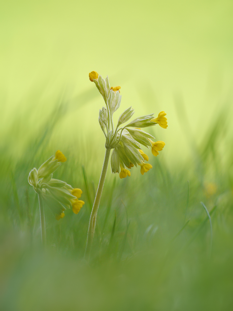 Echte Schlüsselblume (Primula veris)