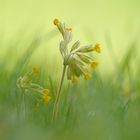 Echte Schlüsselblume (Primula veris)