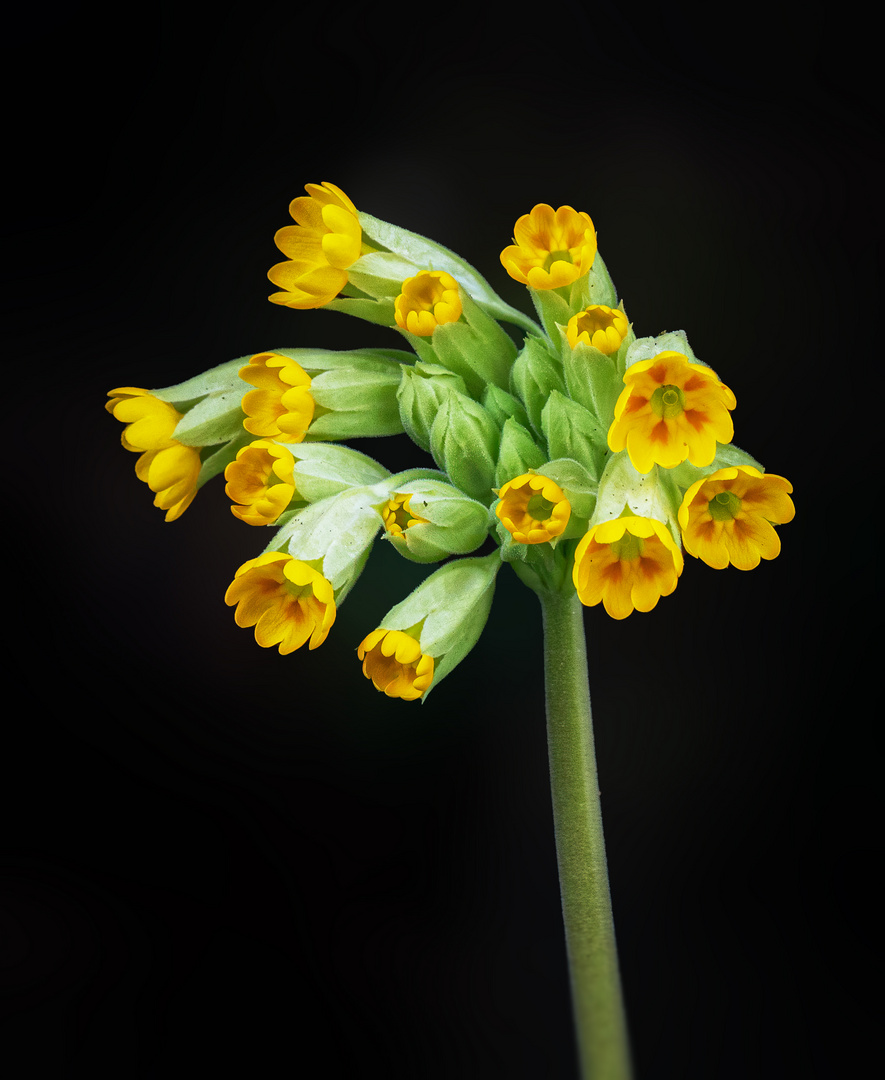 Echte Schlüsselblume Primula Veris 