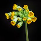 Echte Schlüsselblume Primula Veris 