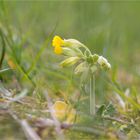 Echte Schlüsselblume (Primula veris) .