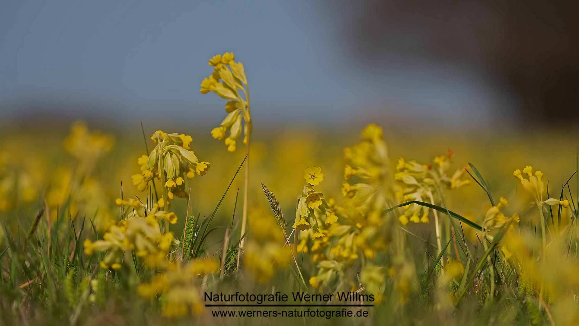 Echte Schlüsselblume (Primula veris) 