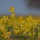 Echte Schlüsselblume (Primula veris) 