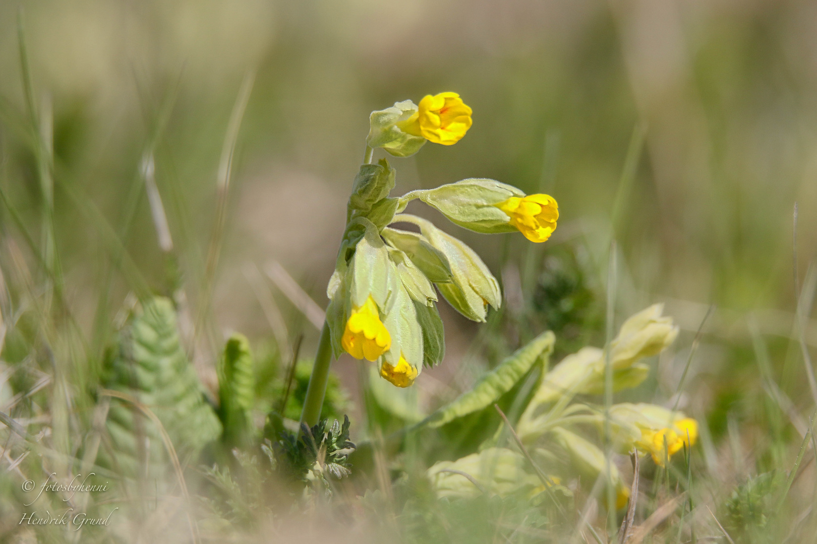 "Echte Schlüsselblume (Primula veris)"