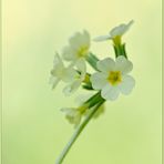 Echte Schlüsselblume (Primula veris)......