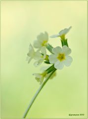 Echte Schlüsselblume (Primula veris)......