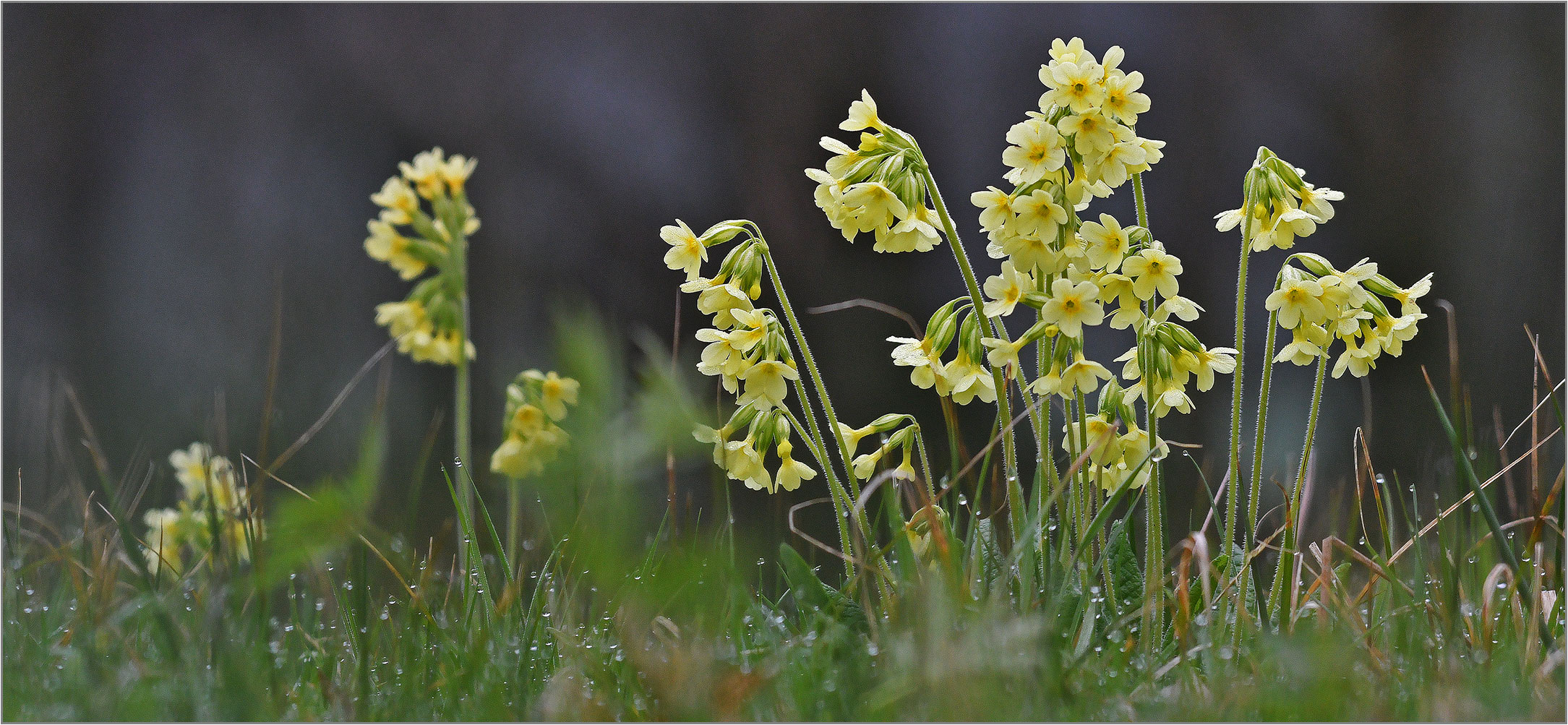 Echte Schlüsselblume  -  Primula veris