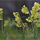 Echte Schlüsselblume  -  Primula veris