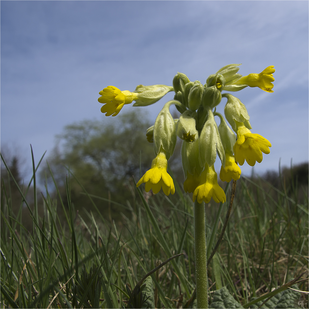 Echte Schlüsselblume (Primula veris)