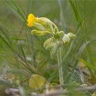 Echte Schlüsselblume (Primula veris)