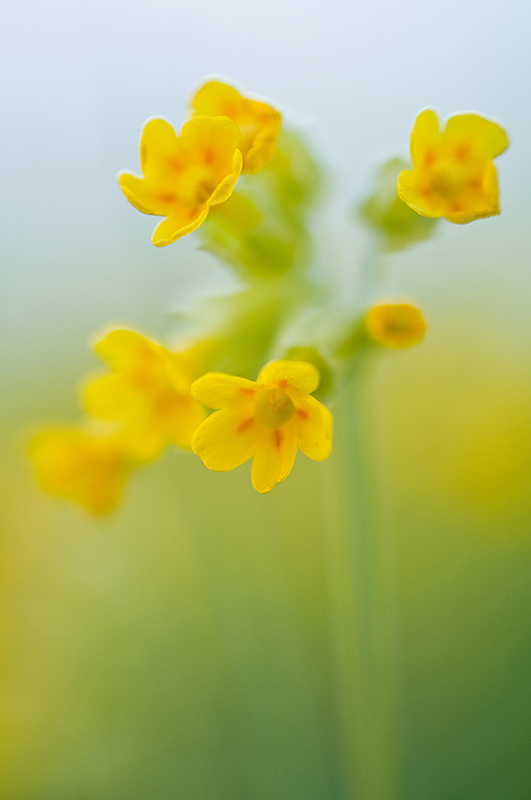 Echte Schlüsselblume (Primula veris)