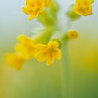 Echte Schlüsselblume (Primula veris)