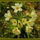 Echte Schlüsselblume (Primula veris) oder Himmelsschlüssel