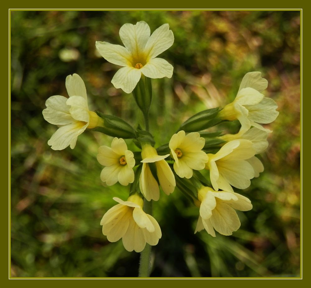 Echte Schlüsselblume (Primula veris) oder Himmelsschlüssel