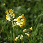 Echte Schlüsselblume, 	Primula veris, Schlüsselblume