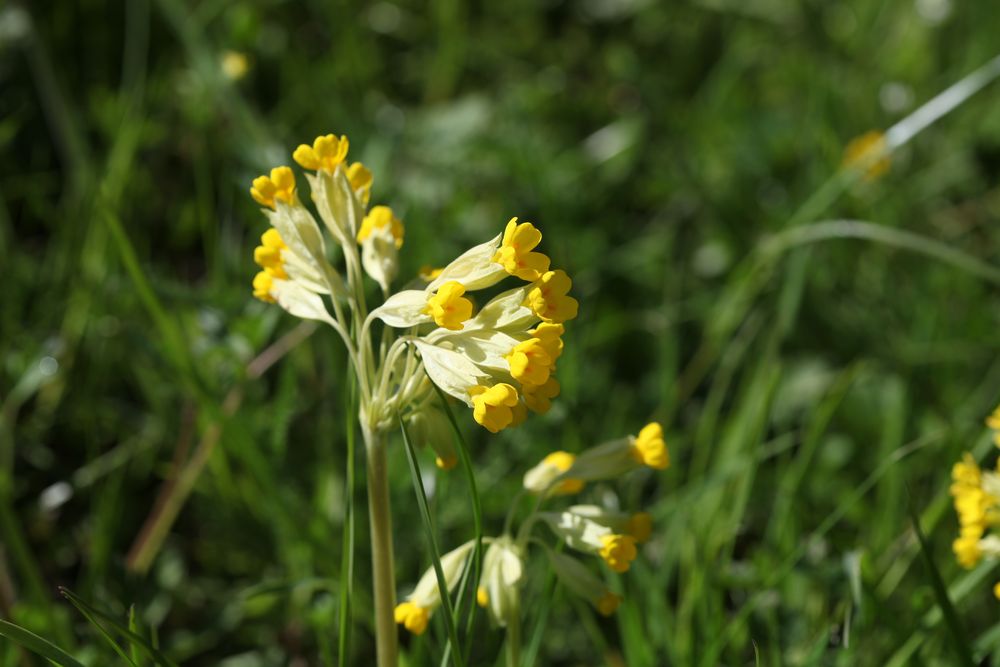 Echte Schlüsselblume, 	Primula veris, Schlüsselblume