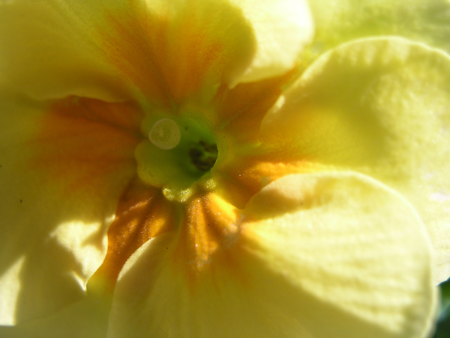 Echte Schlüsselblume - Primula veris (Wikip)