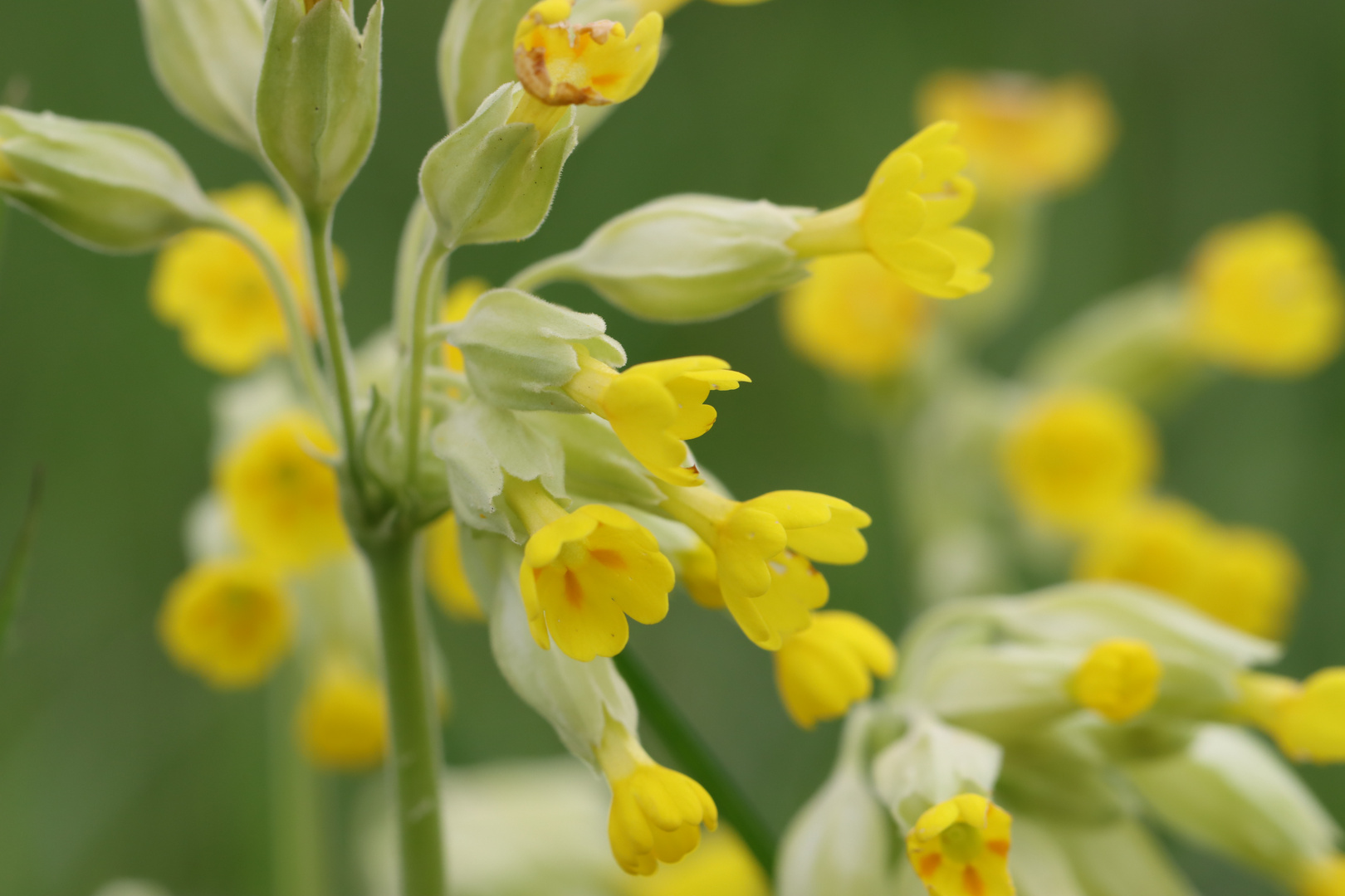 echte Schlüsselblume,Primula veris