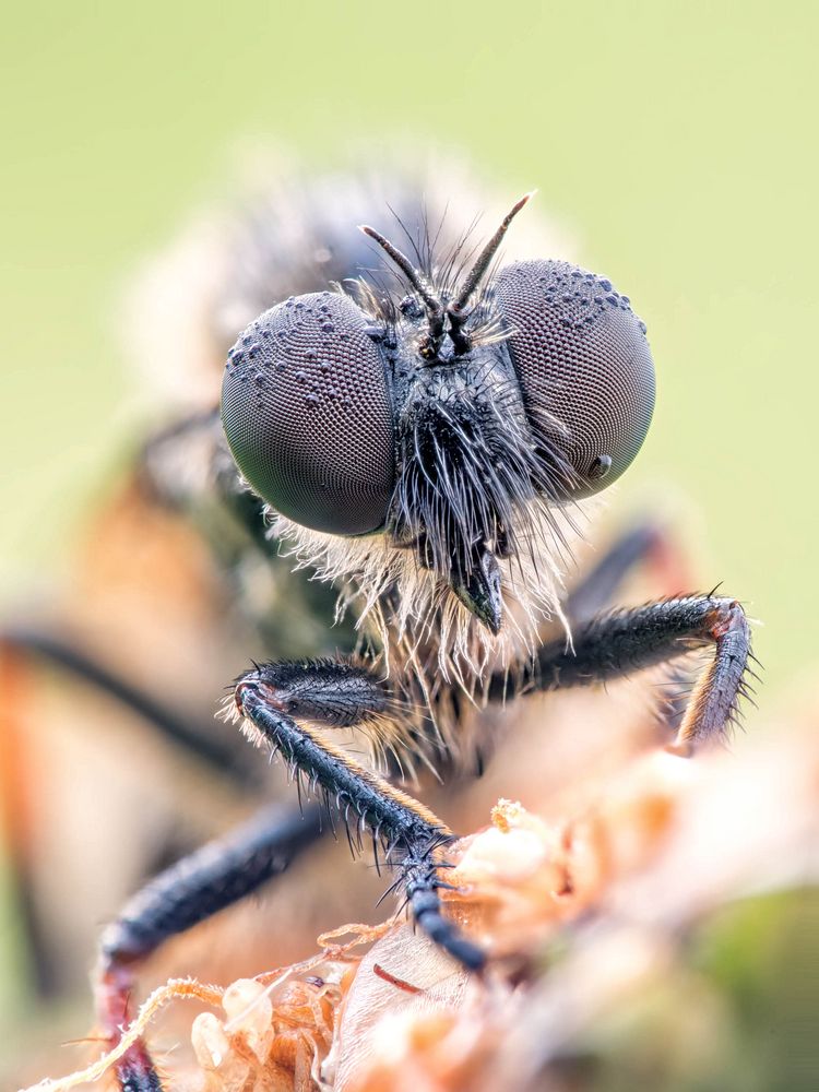 Echte Schneidenfliege - Leptarthrus brevirostris