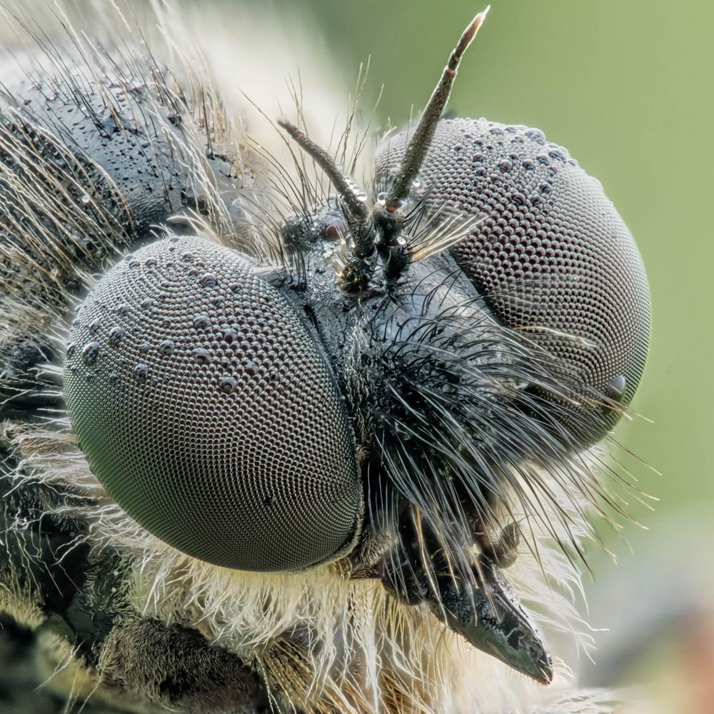 Echte Schneidenfliege - Leptarthrus brevirostris