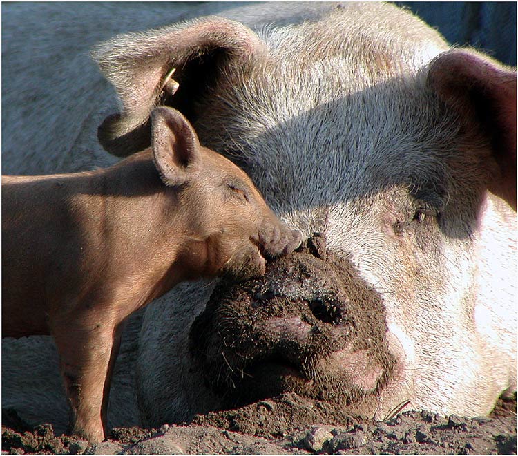 Echte Schweineliebe