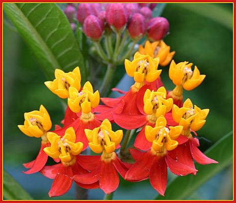 echte Seidenpflanze_1