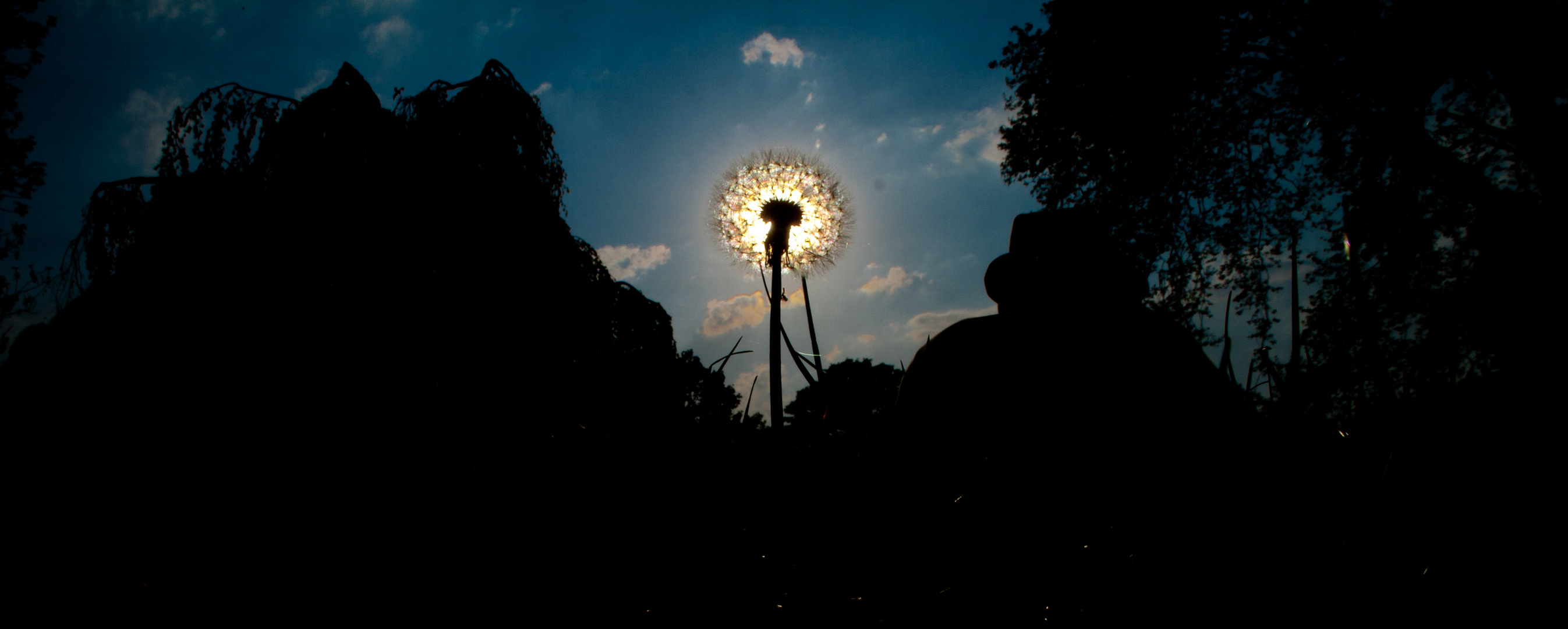 Echte Sonnenblume