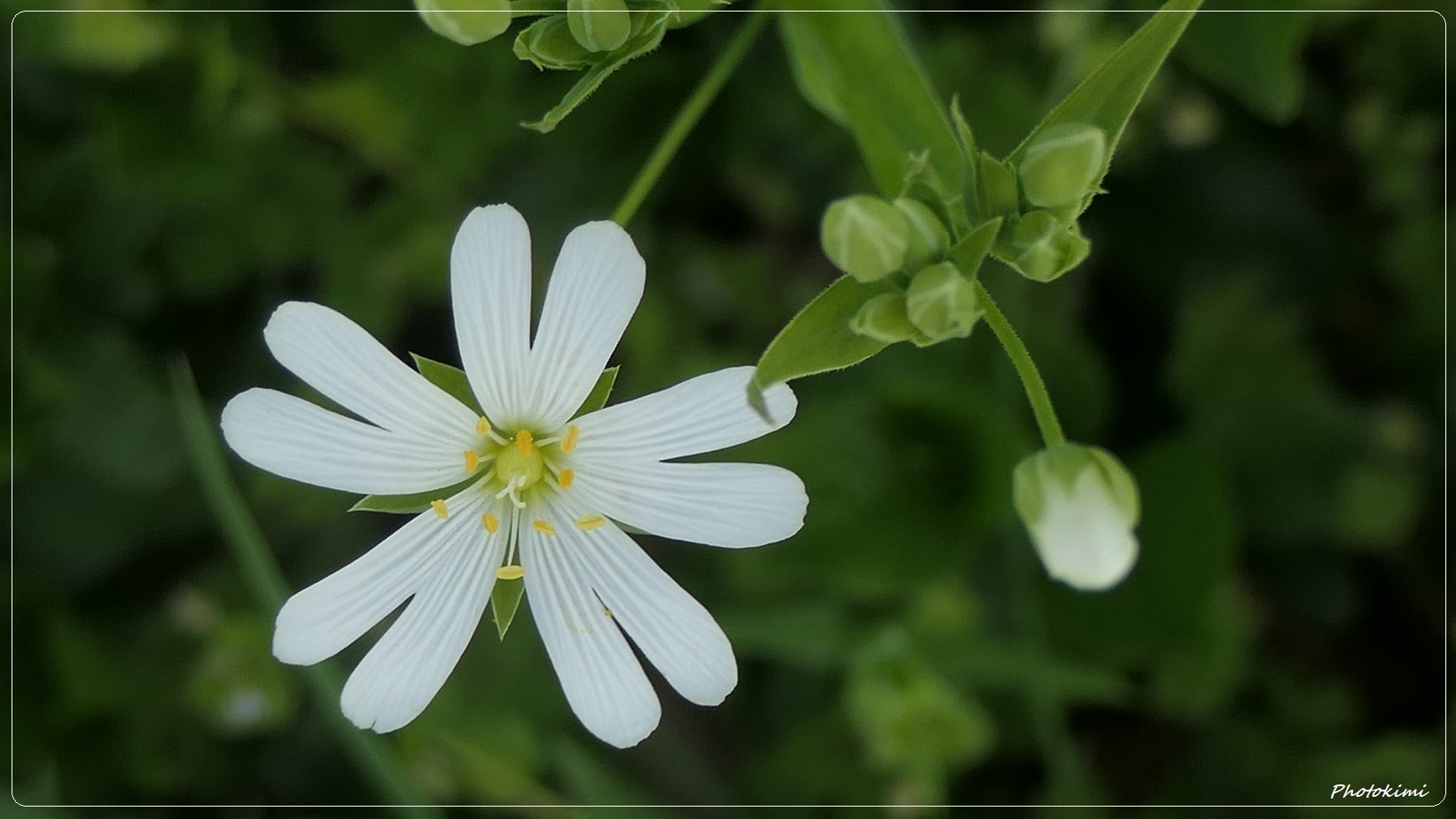 Echte Sternmiere (I)