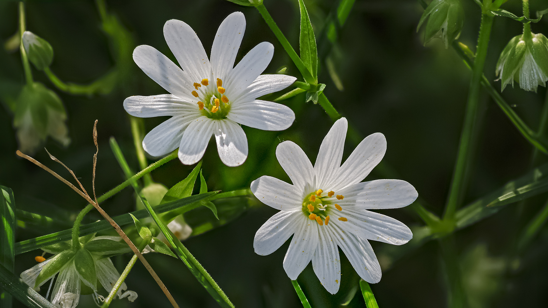 Echte Sternmiere - Stellaria holostea