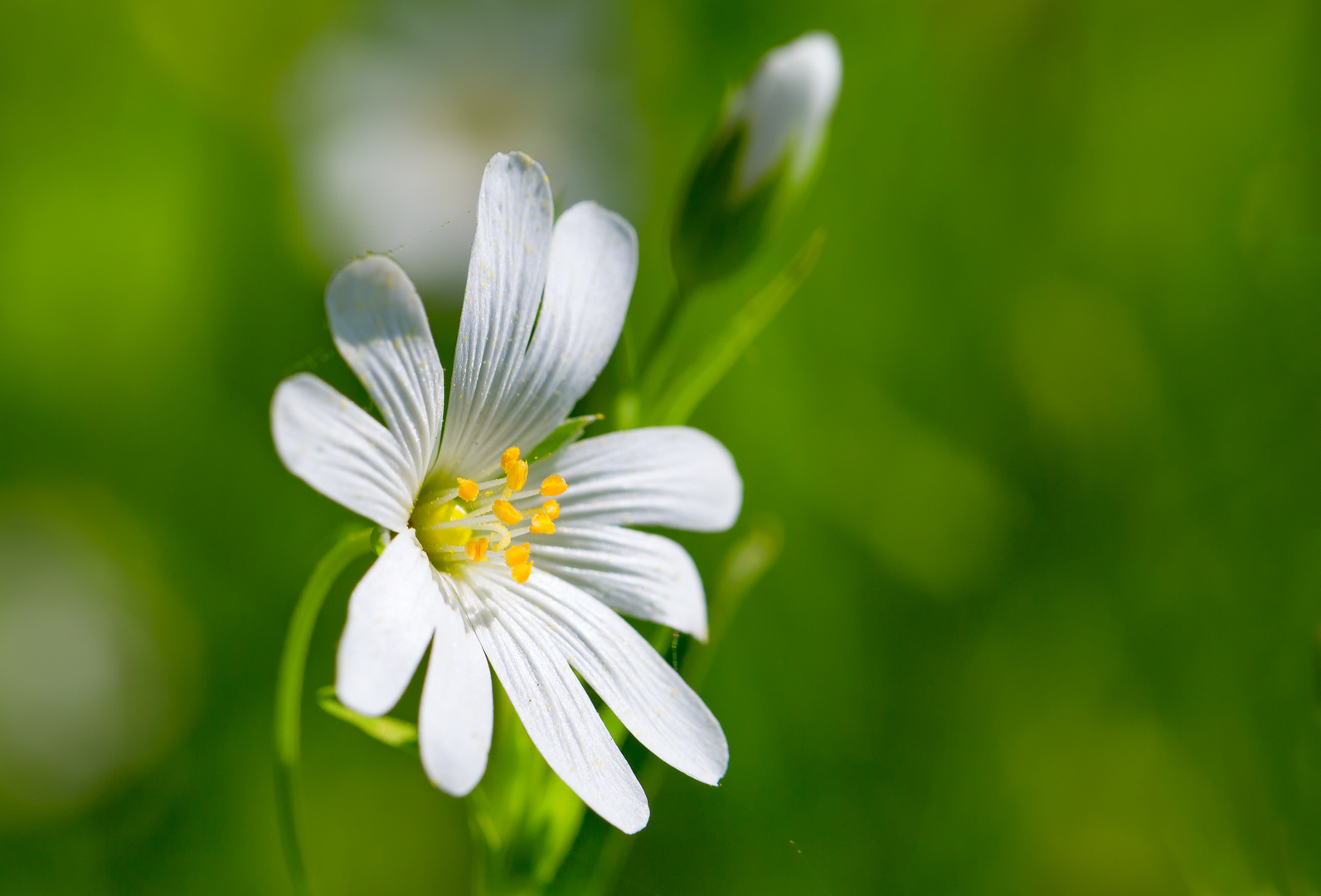 Echte Sternmiere (Stellaria holostea)