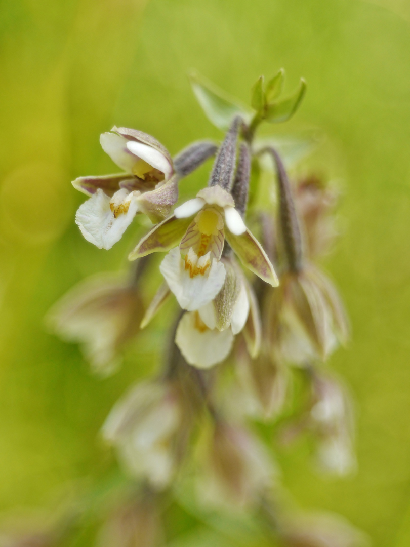 Echte Sumpfwurz, Epipactis palustris