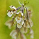 Echte Sumpfwurz, Epipactis palustris