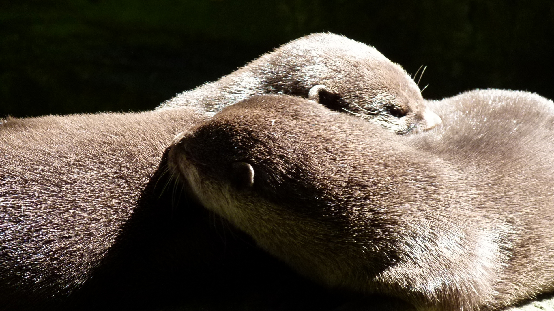 Echte Tierliebe