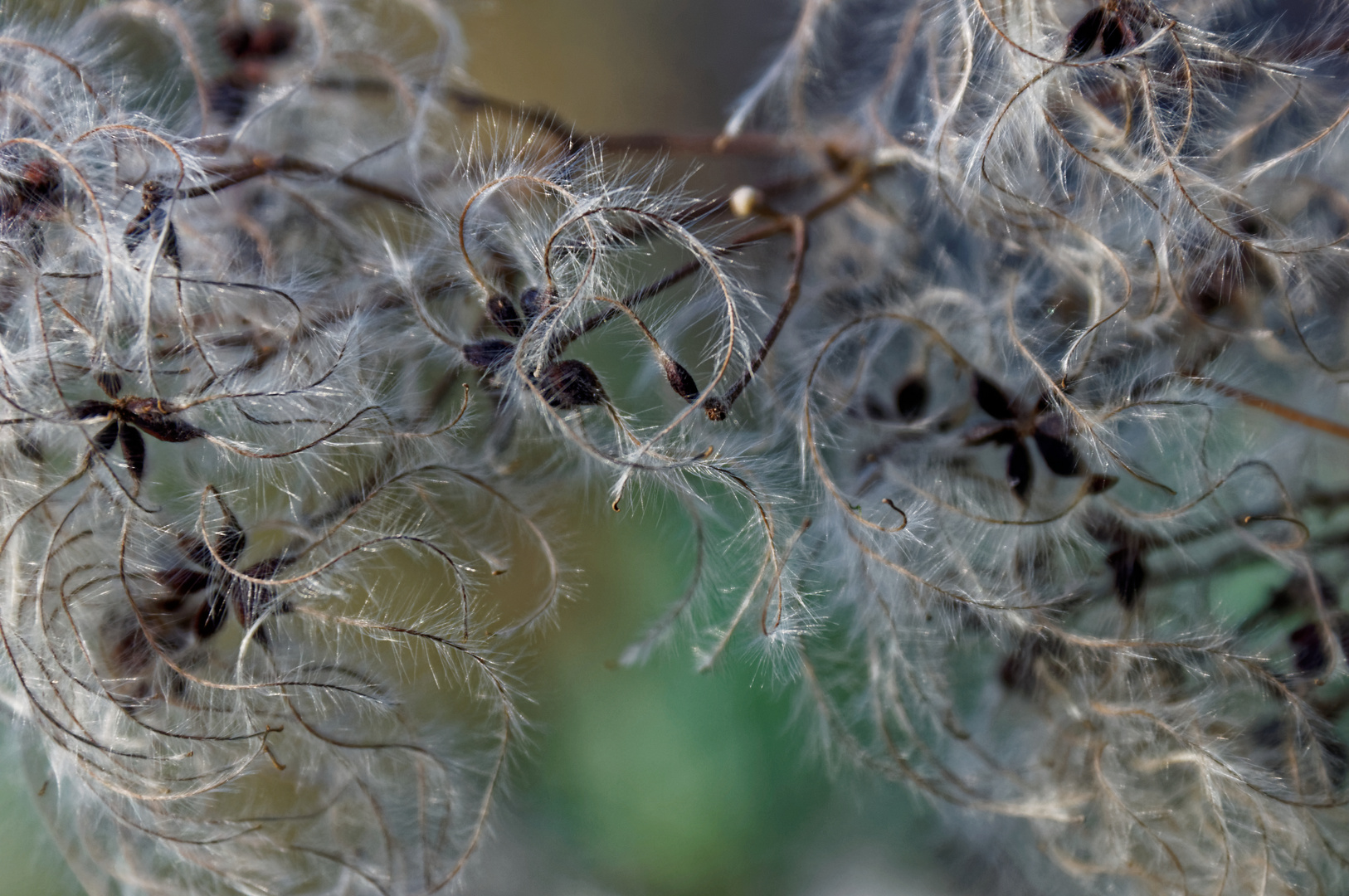 Echte Waldrebe, Wilde Clematis, Gemeine Waldrebe (Clematis vitalba)