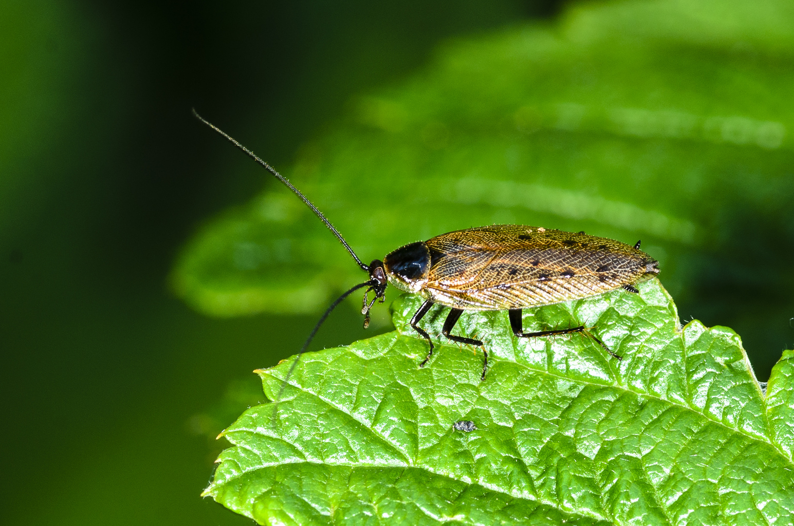 Echte Waldschabe (Ectobius sylvestris)