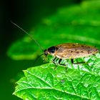 Echte Waldschabe (Ectobius sylvestris)