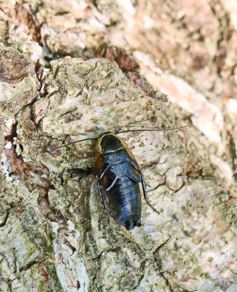 echte Waldschabe-Nymphe Foto &amp; Bild | natur, insekten, tiere Bilder auf ...