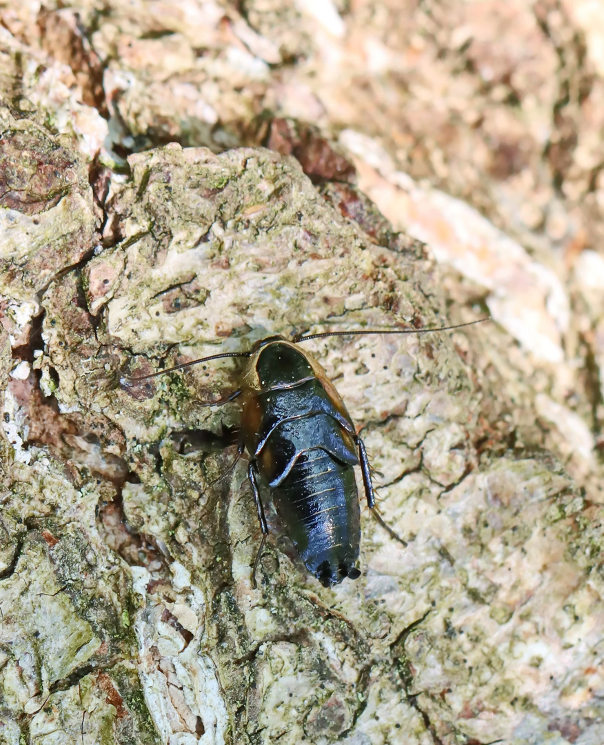 echte Waldschabe-Nymphe