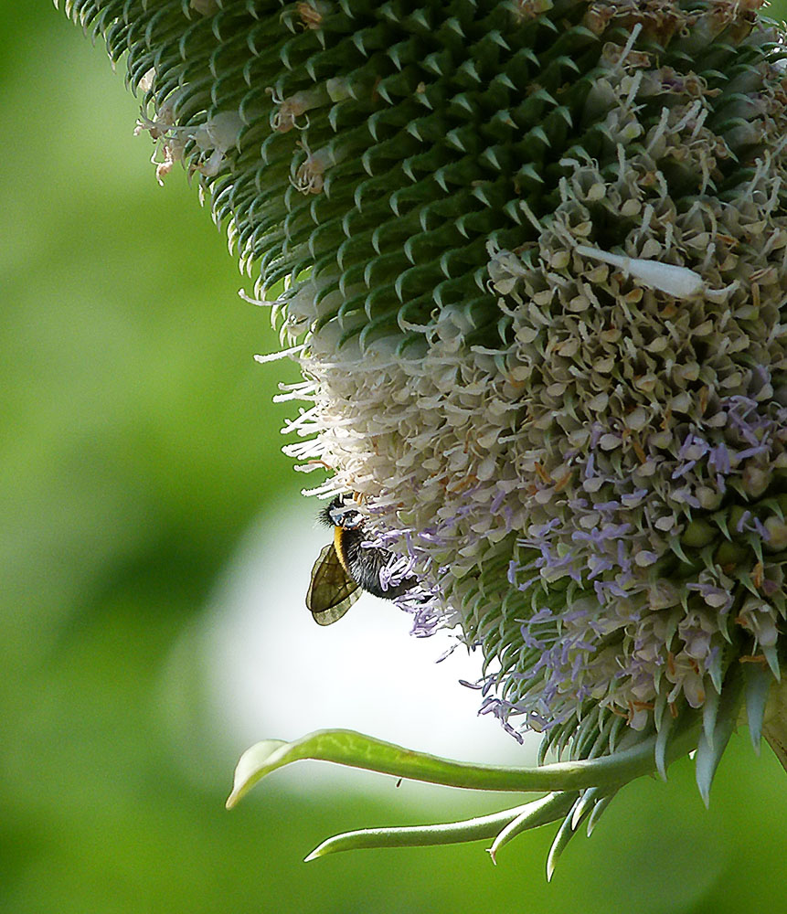 Echte Weberkarde (Dipsacus sativus) mit Besucher