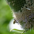 Echte Weberkarde (Dipsacus sativus) mit Besucher