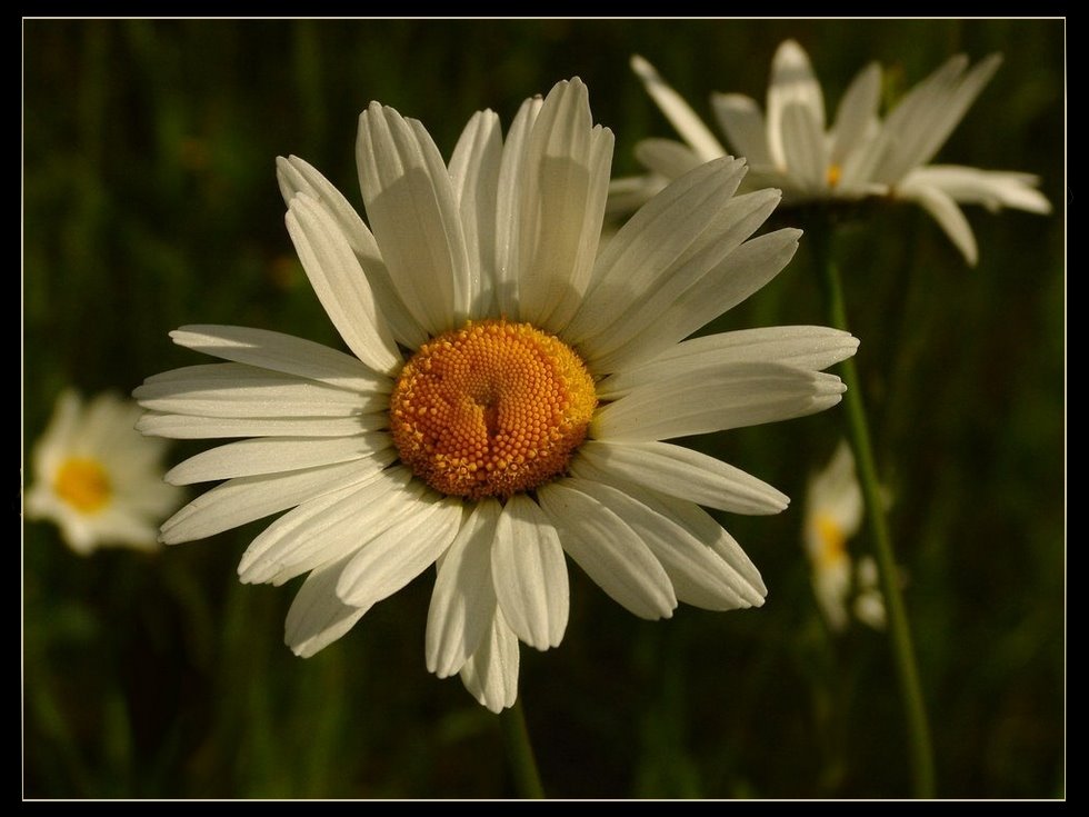 Echte, wilde Margerite !