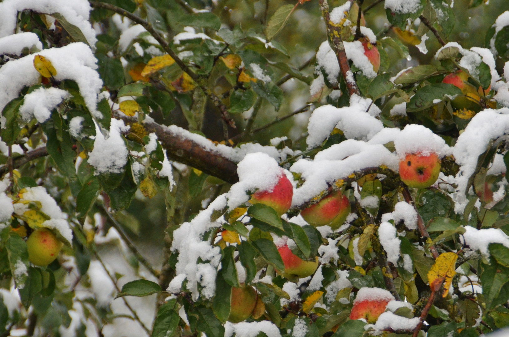 echte Winteräpfel