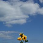 Echte Wolken und falsche Blumen