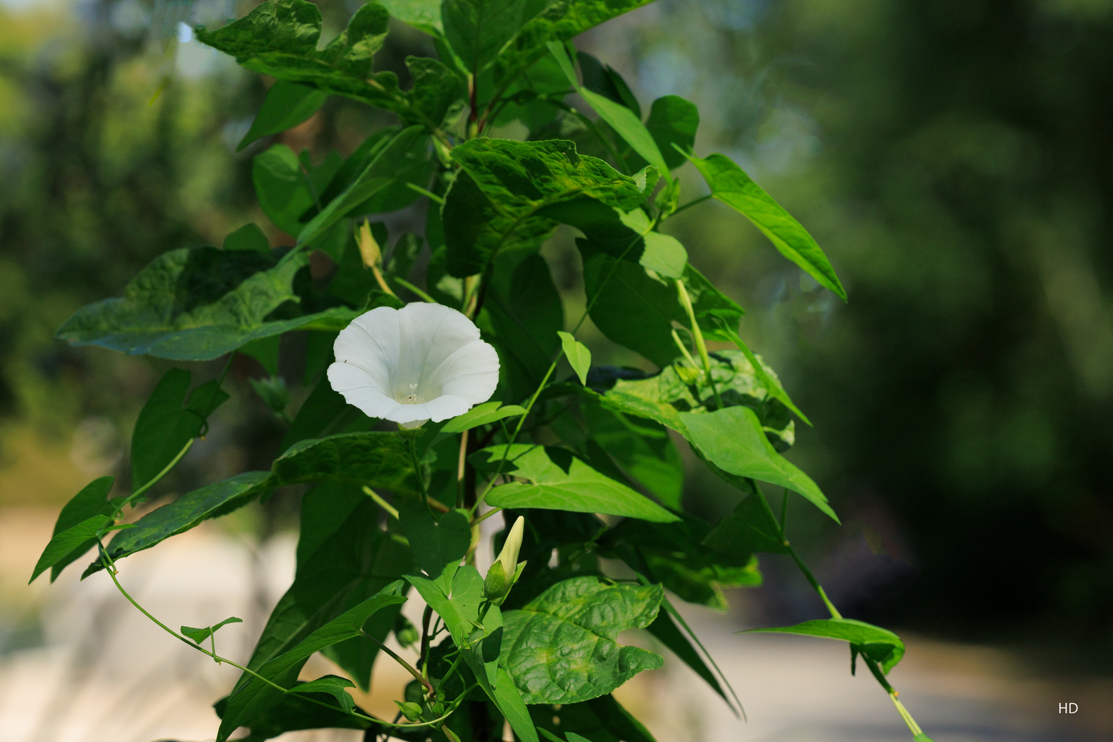 Echte Zaunwinde (Calystegia sepium)