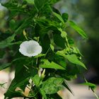 Echte Zaunwinde (Calystegia sepium)