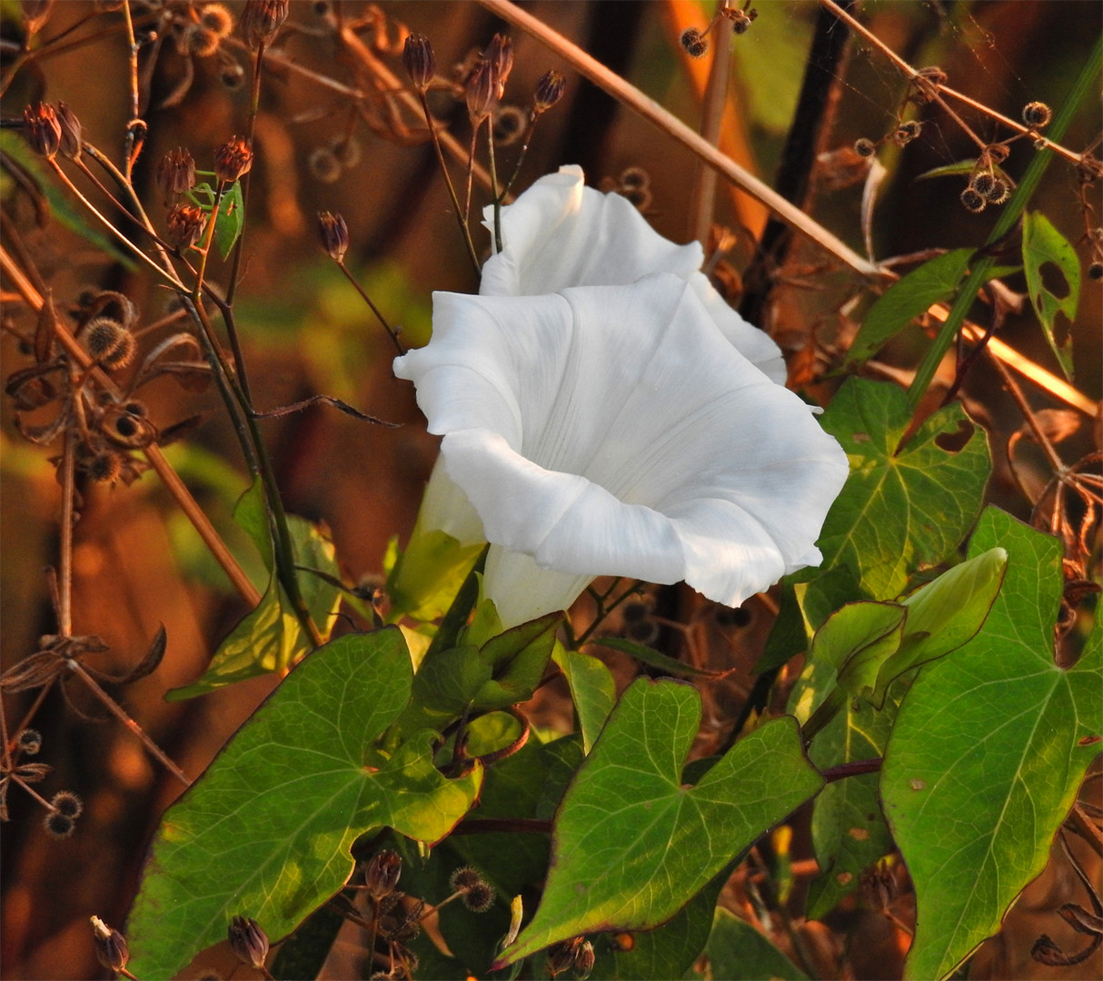 Echte Zaunwinde (Calystegia sepium)