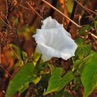 Echte Zaunwinde (Calystegia sepium)