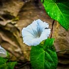 Echte Zaunwinde "Calystegia sepium"