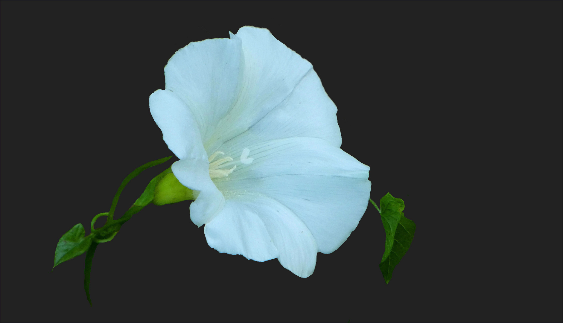 "Echte Zaunwinde" (Calystegia sepium)