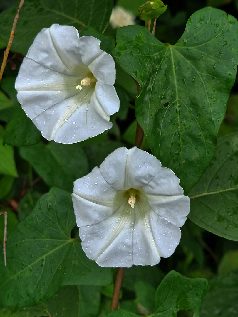 Echte Zaunwinde - Calystegia sepium